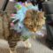 Catter