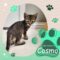 Cosmo