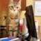 Catter