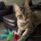 Catter