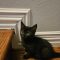 Gidget