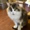 Miss Kitty